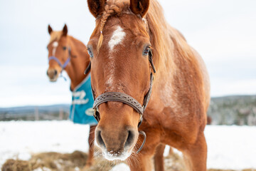 A closeup of a chestnut brown adult horse with a braided mane, white spot on its head and beautiful dark eyes. The domestic animal is wearing a bridle. There's snow on the animal's mouth and whiskers.