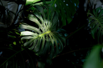 Monstera leaves as the sunlight shines from the roof.
