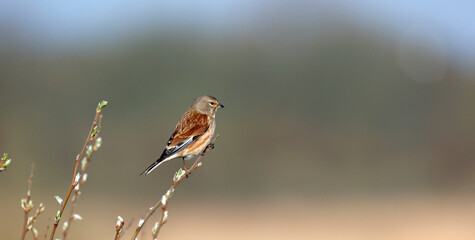Linnet perching in a tree