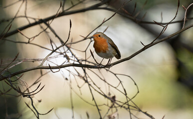 Rotkehlchen auf einem Ast sitzend von vorne Schnabel zu