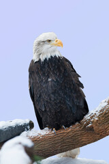 View of a Bald Eagle, Haliaeetus leucocephalus in winter