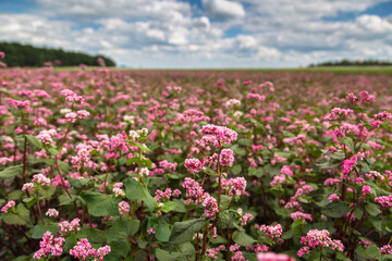 Red buckwheat flowers on the field. Blooming buckwheat. Buckwheat field on a summer sunny day. 