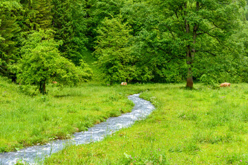 Brown Swiss cow near mountain river on green pasture in Murren, Switzerland.