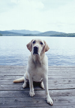 United States, New York, Lake Placid, Wet yellow Labrador Retriever sitting on wooden pier by lake