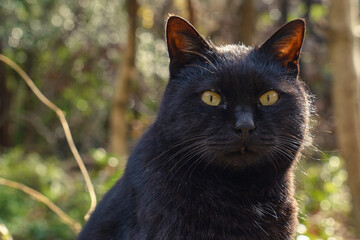 田代島　猫　宮城県石巻 猫島