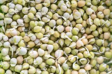 Raw sprouts of green peas, top view, background