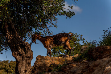 Goat by the tree 