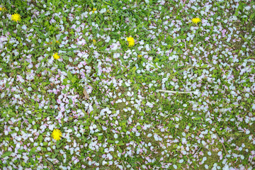 芝生のカーペット