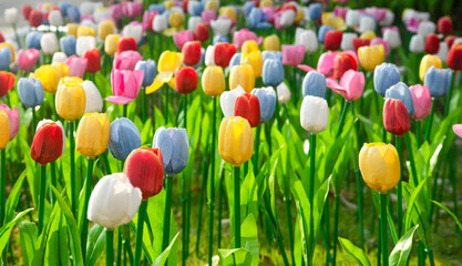 a field of colorful tuilps