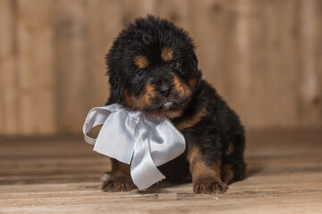 Tibetan Mastiff puppy with white ribbon