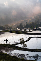 A farmer in the terraced field 2 (yuanyang terraced, yunnan, china)