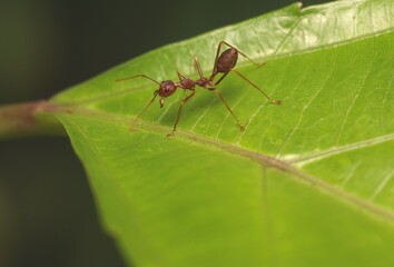 Red Weaver Ant (Oecophylla Smaragdina) on The Leaves
