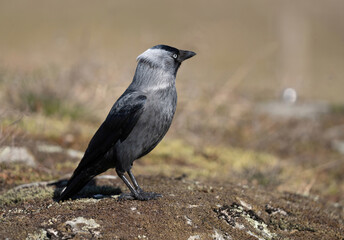 Western Jackdaw, (Corvus monedula). Kaja.