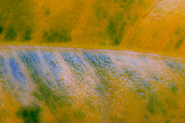 Ficus leaf close-up, yellow-green colors. Macro photo. An abstraction. For prints. For interior decoration
