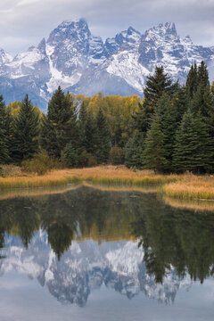 United States, Wyoming, Snow covered Teton mountains and trees reflected in calm lake