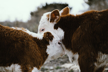 Hereford calves on cow farm nuzzling and playing close up, baby farm animals. © ccestep8