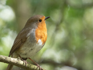 Robin redbreast