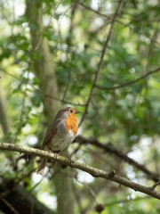 Red robin