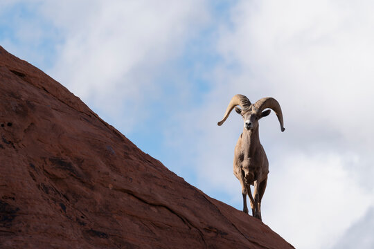United States, Nevada, Bighorn sheep (Ovis canadensis) on rock