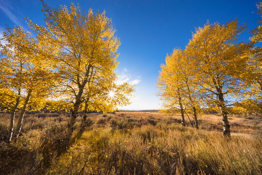 United States, Oregon, Aspen trees in Autumn