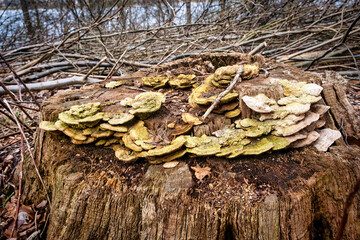 Pine fungus on a withered tree