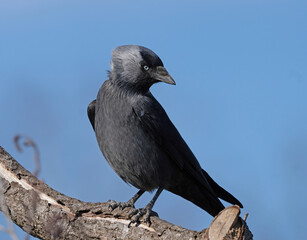 Western Jackdaw, (Corvus monedula). Kaja.