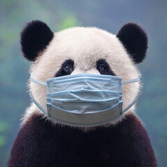Giant panda bear wearing a face mask