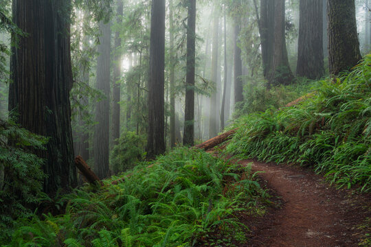 United States, California, Path in fogy, green forest