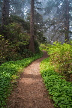 United States, Oregon, Sunlight on path in forest