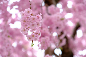 Close up sakura cherry blossom petal fulll blooming in pink color on sakura tree background in Japan.