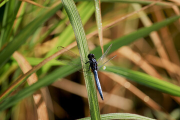 Closeup of dragonfly rising on rice leaf in field at early morning. Beautiful wildlife with green natural background.