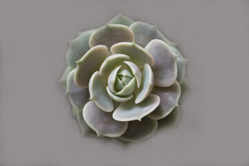 Echeveria lila/grün - Hintergrund sand