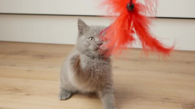 British cat kitten plays with a toy at home. a pet. british kitten
