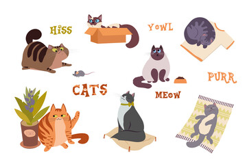 Set of cute cats poses vector illustration. Cartoon adorable striped cats emotions and behavior. Animal pet kitten sleeping, playing with mouse, hiding in box or basket.  Purebred cat body language.