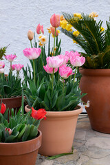 Pink tulips and daffodils in terra cotta pots