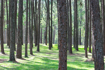 Obraz premium Silvicultural research station or Bo Kaeo Pine Park, evergreen wooded pine tree forest in sunny day light, the beautiful famous garden in Chiang Mai, Thailand.