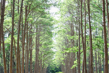 Fototapeta na wymiar Silvicultural research station or Bo Kaeo Pine Park, evergreen wooded pine tree forest in sunny day light, the beautiful famous garden in Chiang Mai, Thailand.