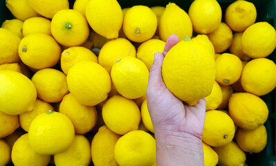 Hand of woman holding fresh lemon with other lemon on background at market or supermarket. Select and Choice for buy food concept. Freshness or Organic fruit. Food with copy space