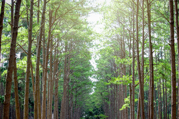 Obraz premium Silvicultural research station or Bo Kaeo Pine Park, evergreen wooded pine tree forest in sunny day light, the beautiful famous garden in Chiang Mai, Thailand.