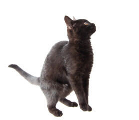 Black cat isolated on a white