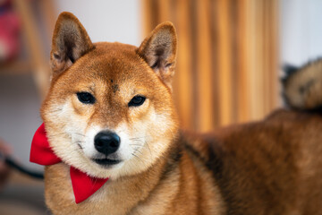 Close up Shiba Inu brown Dog with red ribbon tie standing in living room with copy space