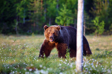 The brown bear (Ursus arctos) walking through the Finnish taiga. A big male bear goes spring meadow. Big bear on a green background.