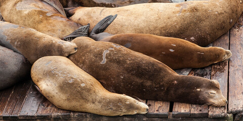 Sea Lions sleeping on the wood planks at Fisherman's Wharf in San Francisco California