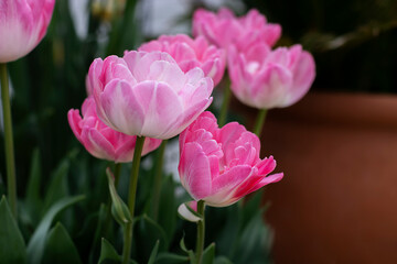 Close up of pink tulips in terra cotta pots. Image with selected focus. Focus on smallest flower