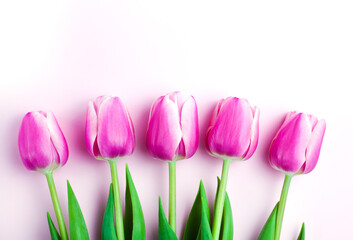 Pink tulips lay on pink background. Greeting card. Banner. Mothers day, March 8, Valentine's Day, Birthday celebration concept. Top view. Copy space. Close-up.