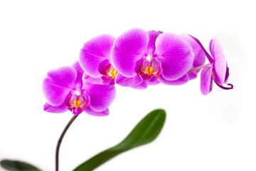 Purple Phalaenopsis orchid on a white background. Close-up.