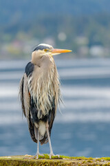Great Blue Heron (Ardea herodias). It is the largest North American heron.