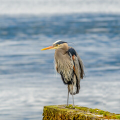Great Blue Heron (Ardea herodias). It is the largest North American heron.