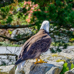 Portrait of a bald eagle (lat. haliaeetus leucocephalus) in Vancouver, Canada.