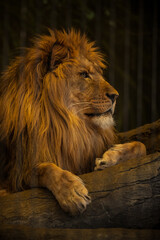 Close Up Portrait of a male lion's head sitting